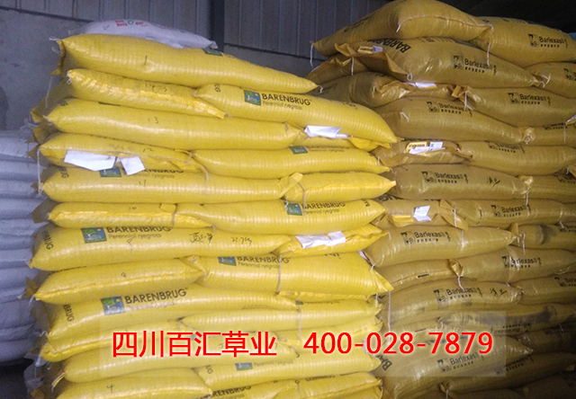 高羊茅種子 高羊茅種子