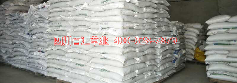 高羊茅草種報(bào)價(jià) 高羊茅草種報(bào)價(jià)