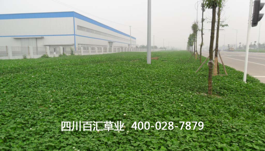 三葉草種子 三葉草種子