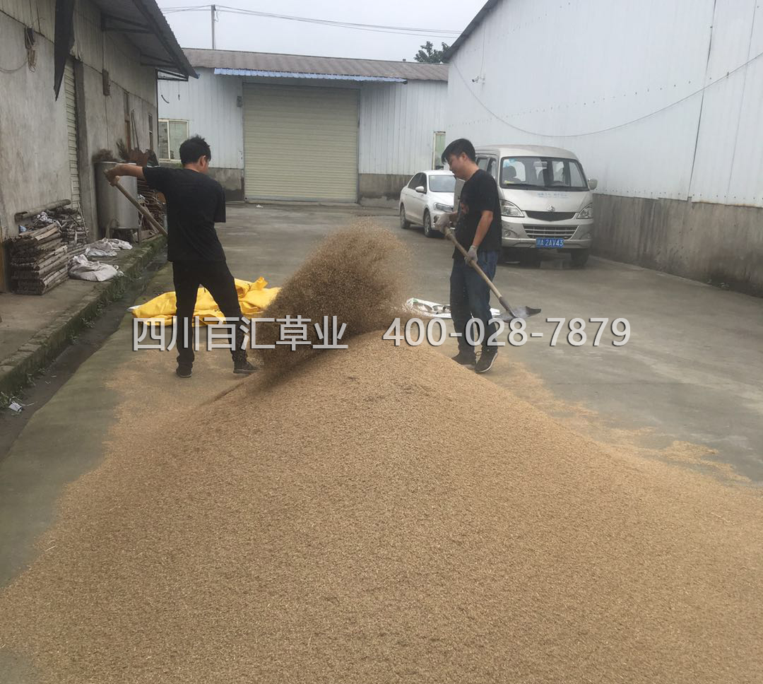 成都混播草籽價(jià)格 成都混播草籽價(jià)格