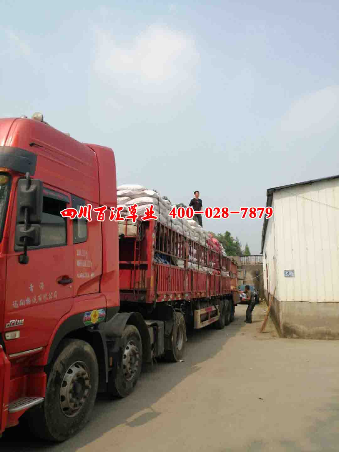 藏區(qū)披堿草種子 藏區(qū)披堿草種子