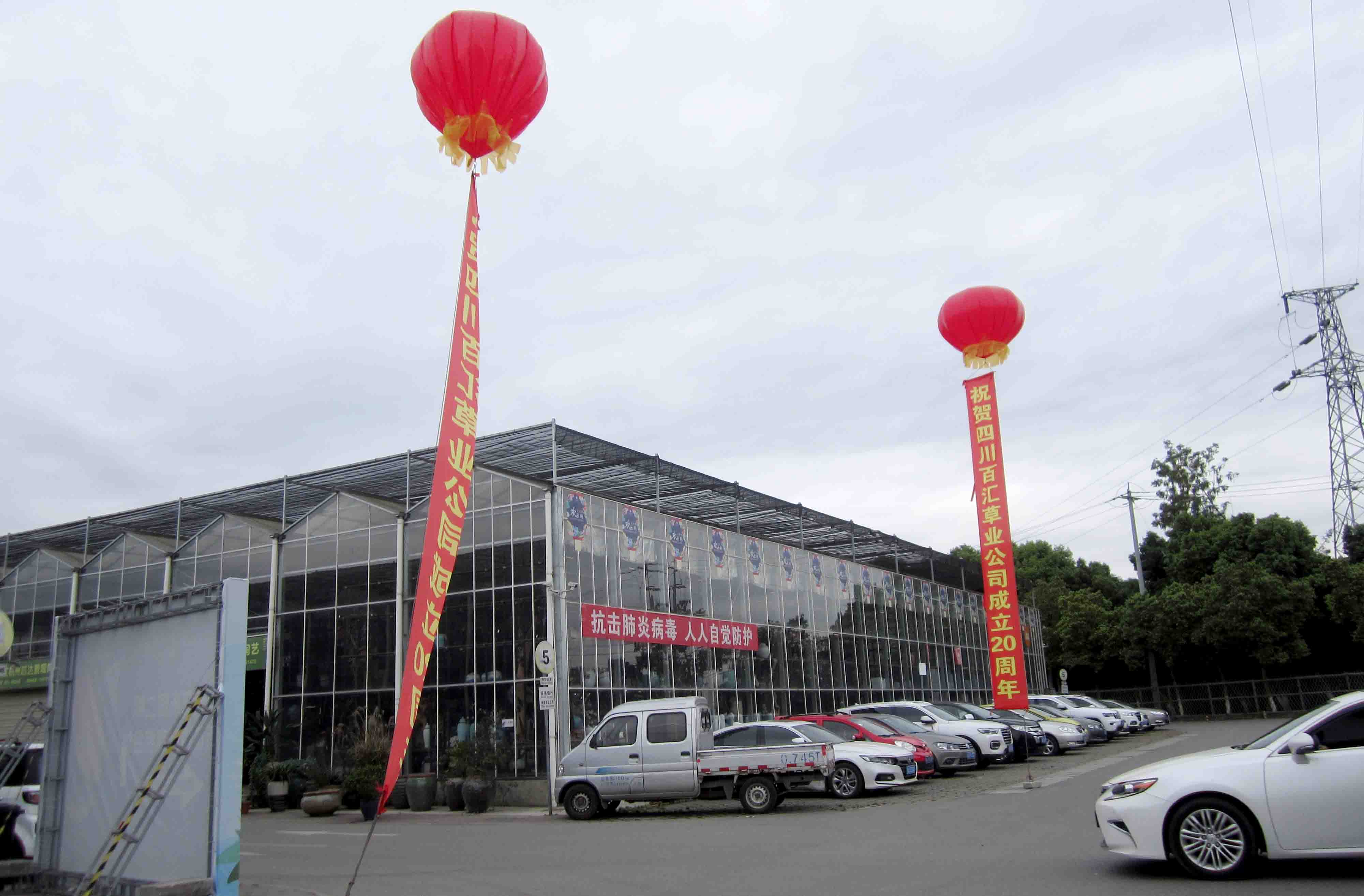 四川格桑花種子 四川格?;ǚN子