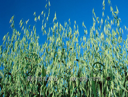 草種燕麥種子 草種燕麥種子