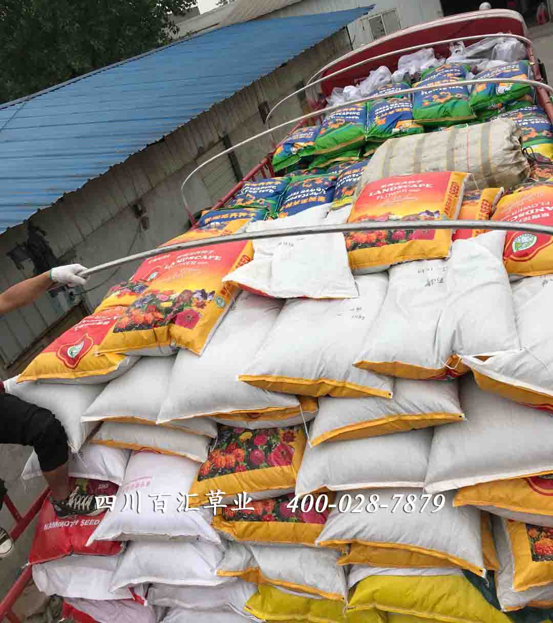 道路護坡綠化花草種子 護坡綠化花草種子