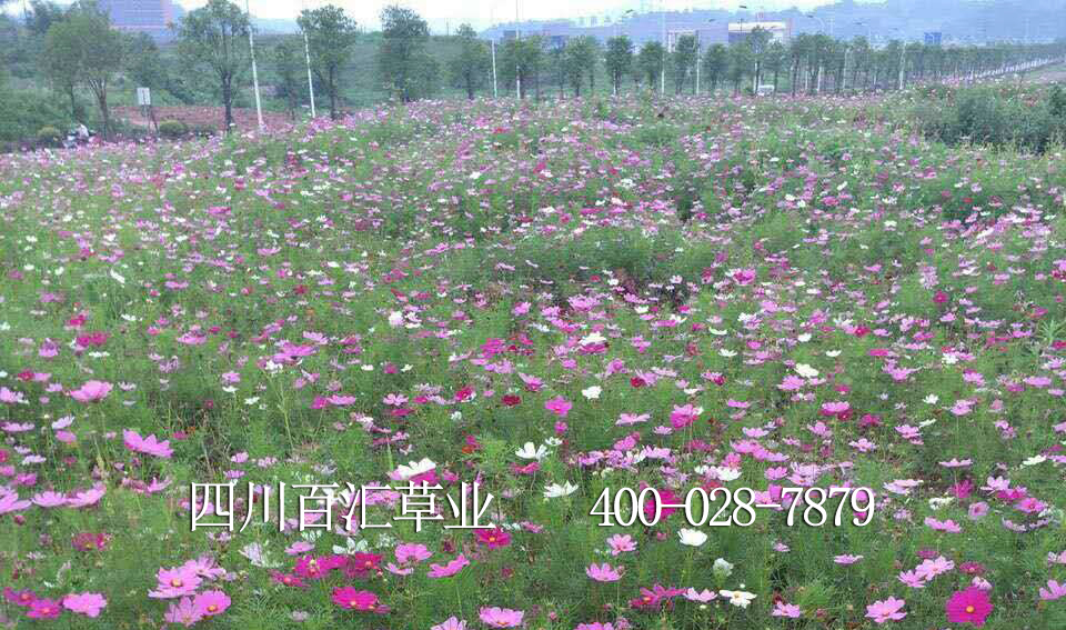 四川格?；ǚN子