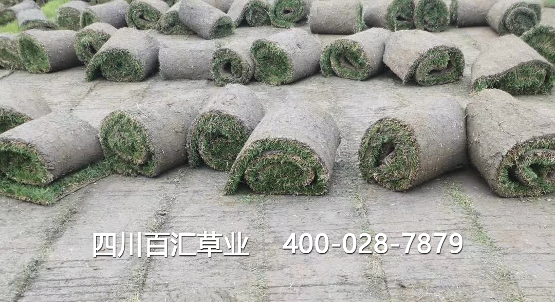 四川草坪 四川草坪
