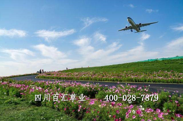 格?；ǚN子多少錢(qián)一斤