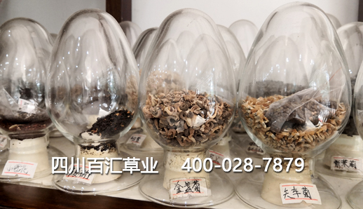 景觀花種子 景觀花種子