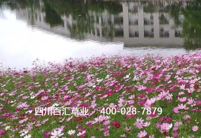 波斯菊 -bhzx -sqfb 2020090703.jpg