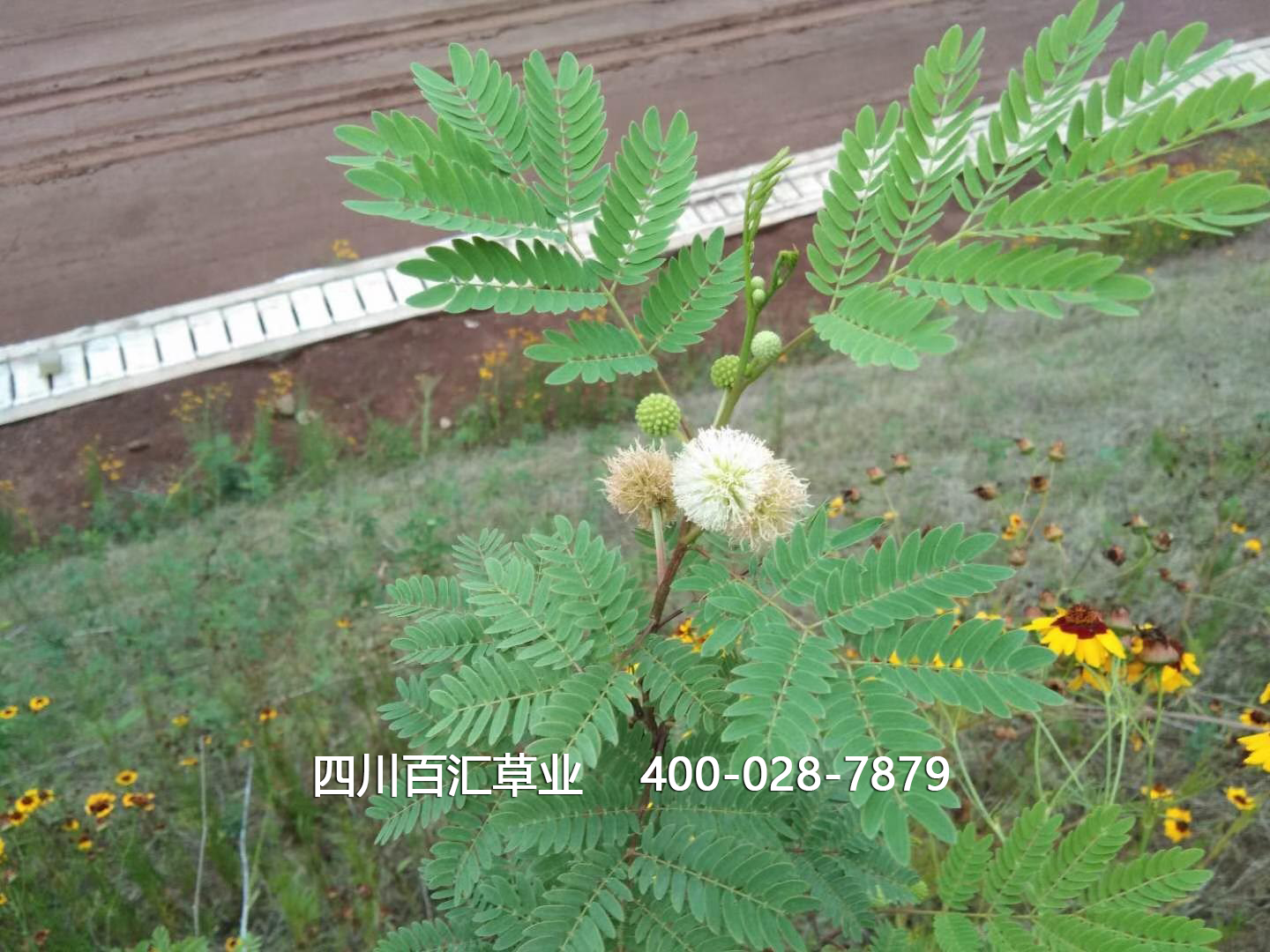 護(hù)坡灌木銀合歡 護(hù)坡灌木銀合歡