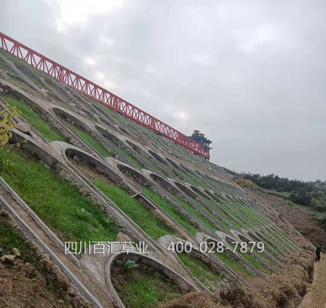 綠化護(hù)坡草種 綠化所坡草種