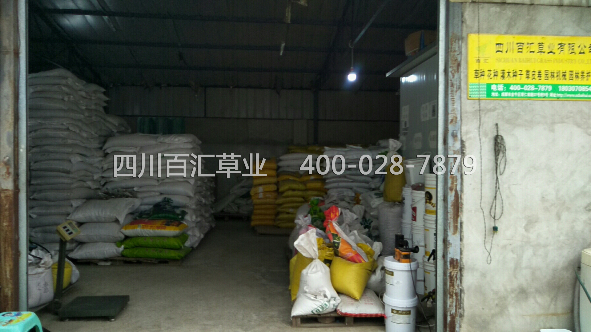 綠化草種多少錢一斤 綠化草種多少錢一斤