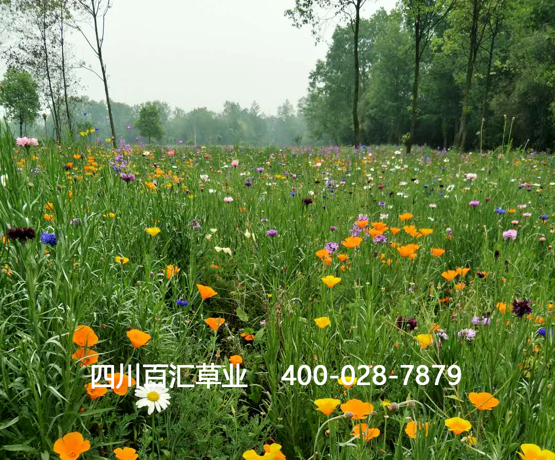 野花組合種子 野花組合