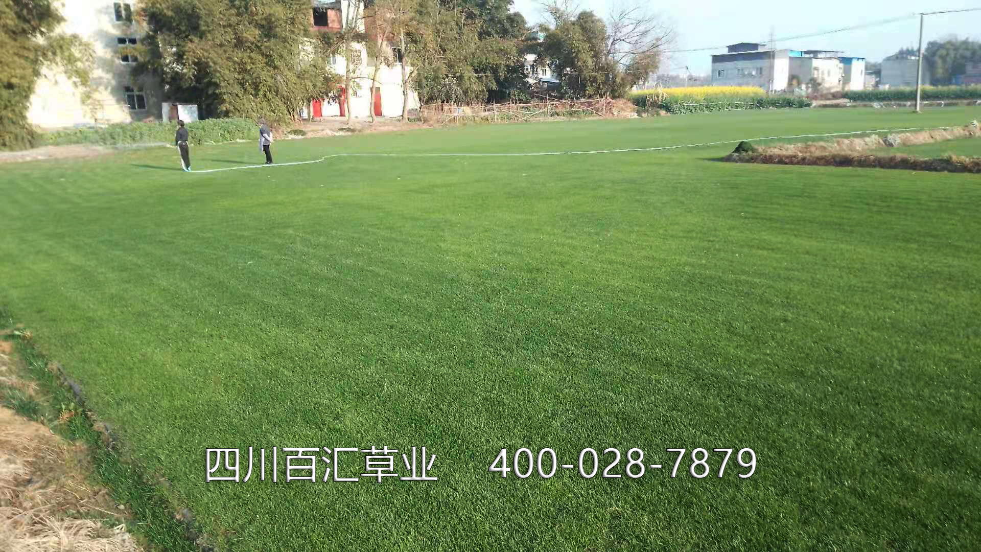 混播草坪 混播草坪