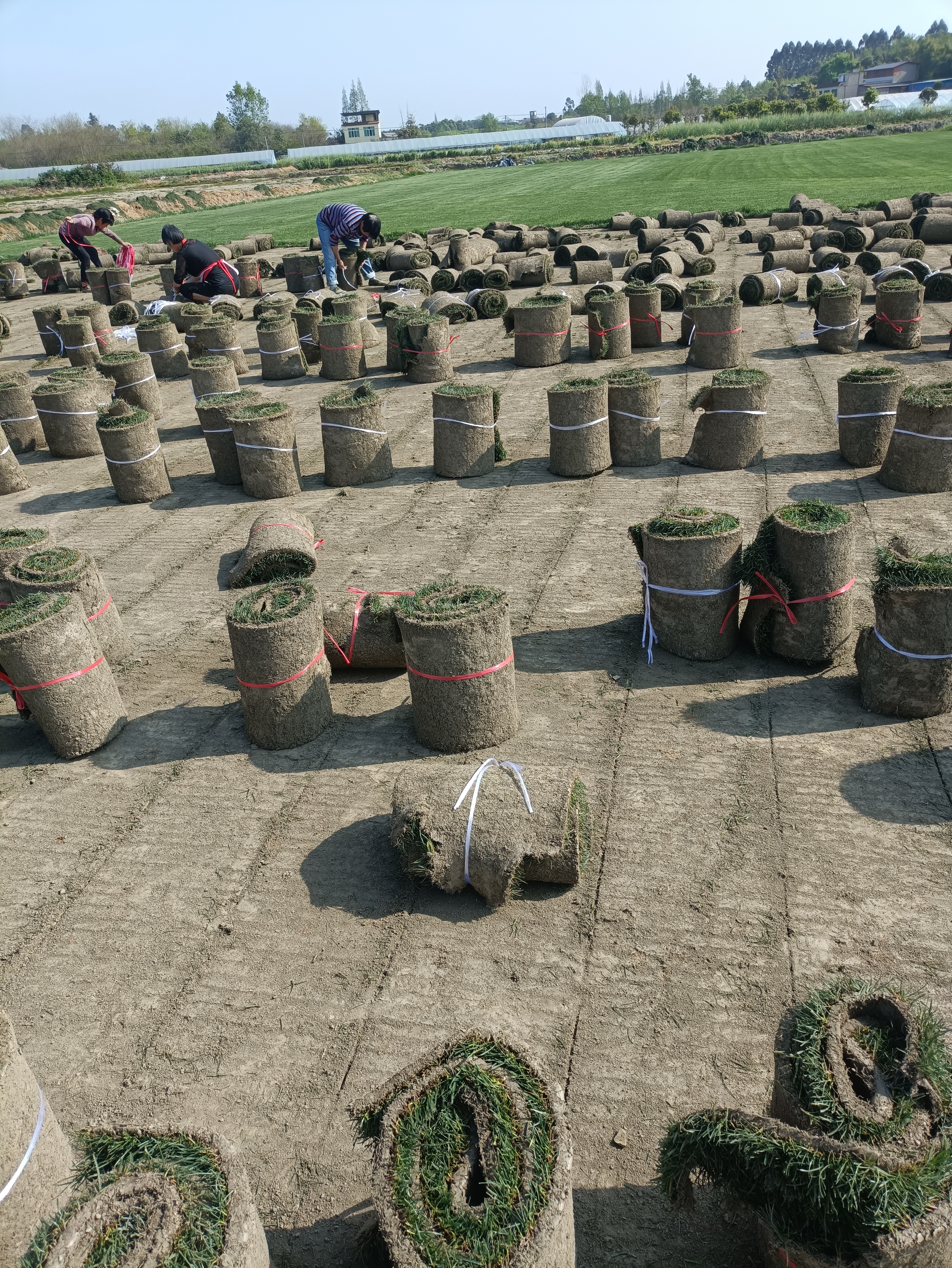 2022-3-17基地漂亮的混播草坪混播草皮卷 (1).jpg