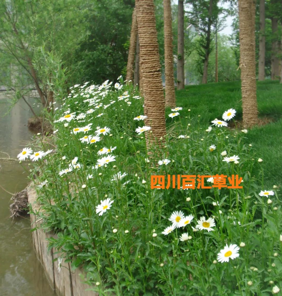 西洋濱菊2022111001wzpt.jpg 四川西洋濱菊種子