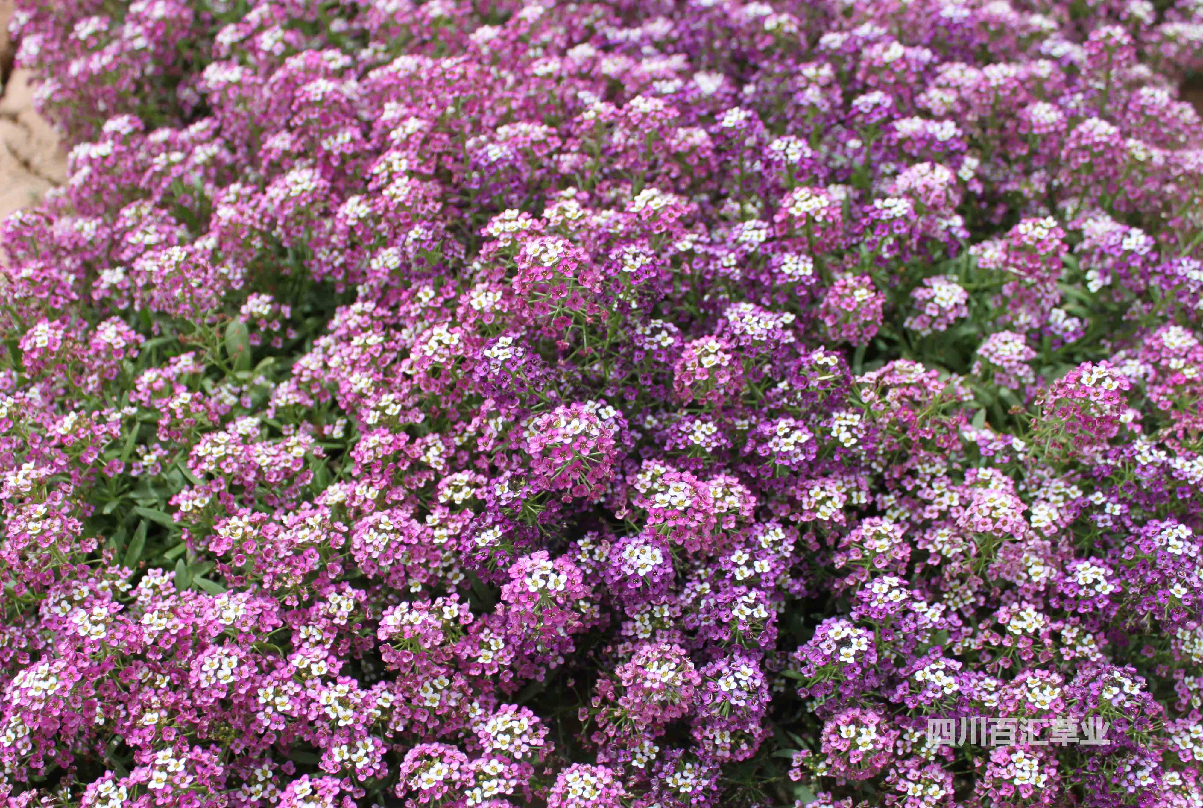 香雪球花種子 香雪球花卉